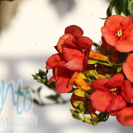 Il Vento Mykonos Apartment Glastros  ภายนอก รูปภาพ